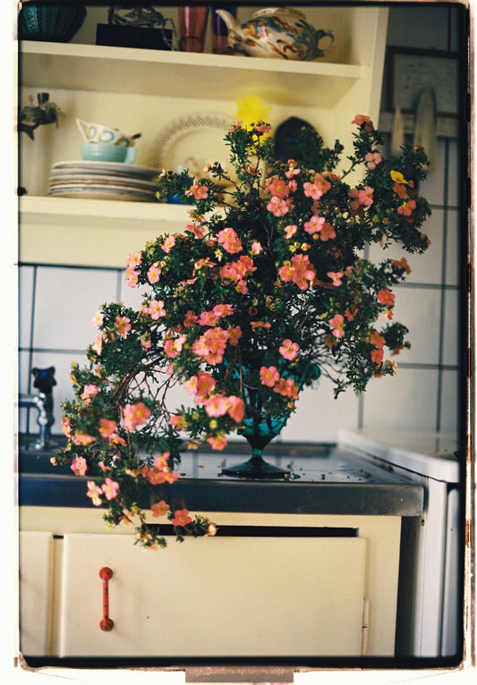 Flowers by Christian Ravnbak